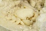 Fossil Crab (Potamon) Preserved in Travertine - Turkey #350885-2